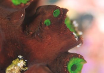 ポントニデス・マルディブエンシス