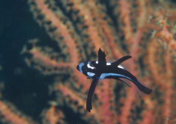 ホホスジタルミ幼魚