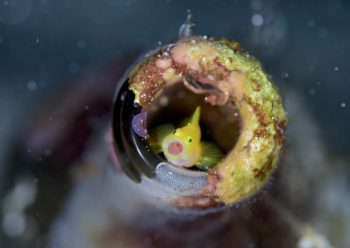 ミジンベニハゼ