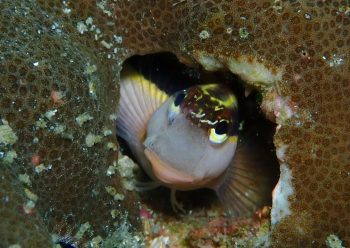 ヒトスジギンポ