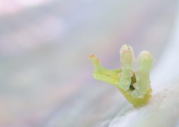 フリソデミドリガイ