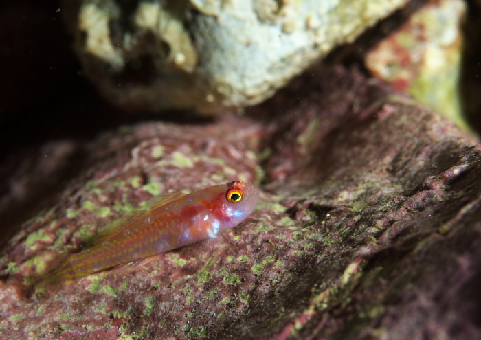 カタボシニシキベニハゼ