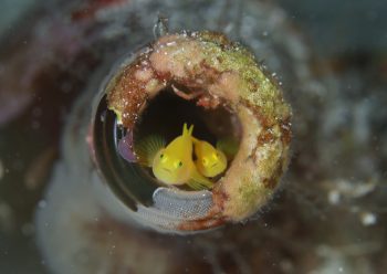 ミジンベニハゼ