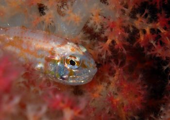 イナズマヒカリイシモチ