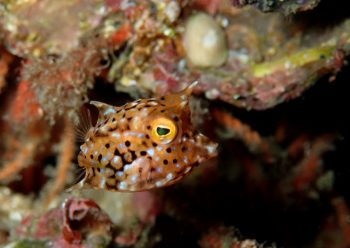 シマウミスズメ