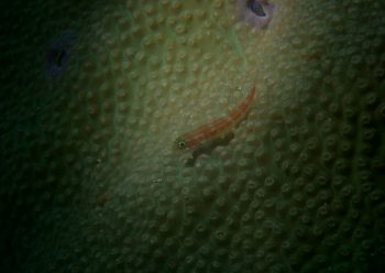 タテジマヘビギンポ