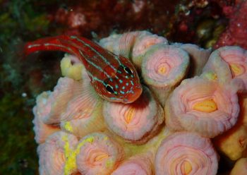 タテジマヘビギンポ