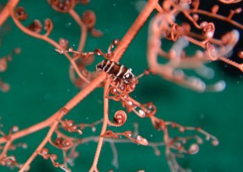 テヅルモヅルエビ