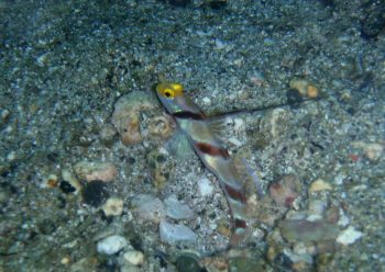 ヒレナガネジリンボウ