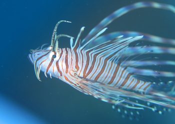 ハナミノカサゴ