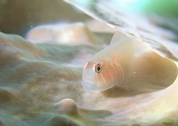 アワイロコバンハゼ