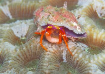 フルセゼブラヤドカリ