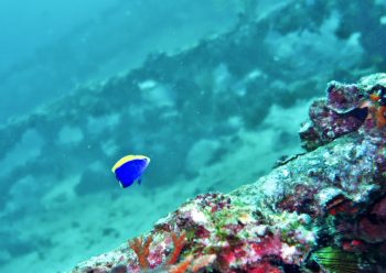 セナキルリスズメダイ