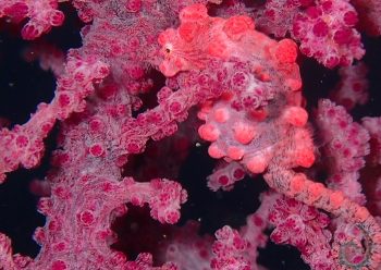 ピグミーシーホース