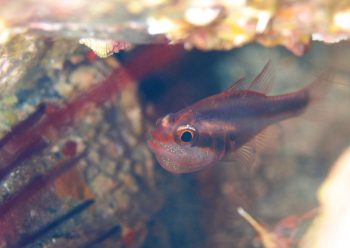 ヤミテンジクダイ