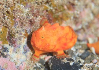 カエルアンコウモドキ