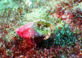 ネジレヤドカリ属の一種