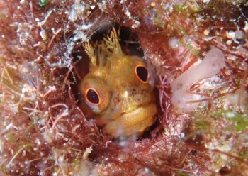 ハダカコケギンポ