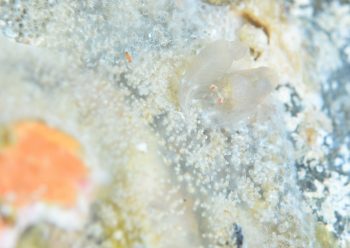 ペリクリメナエウス・コロダクティルス