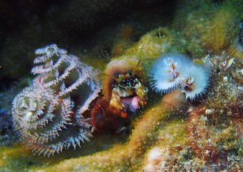 ニシキカンザシヤドカリ