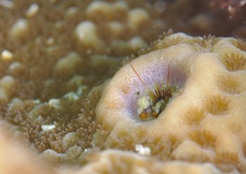 ニシキカンザシヤドカリ