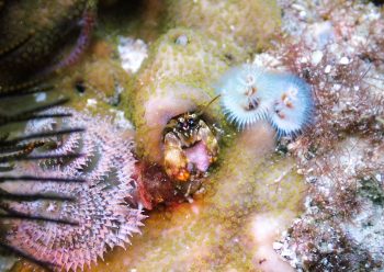 ニシキカンザシヤドカリ