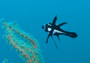 ホホスジタルミ