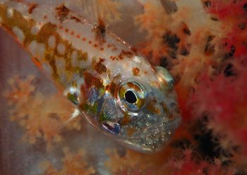 イナズマヒカリイシモチ口内保育