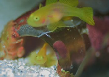 ミジンベニハゼ