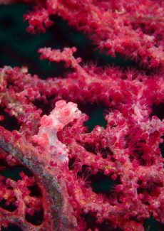 ピグミーシーホース