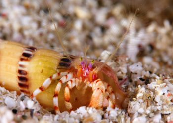 ディオゲネス・ドロテアエ