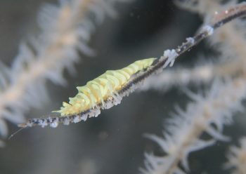 ウミカラマツエビ