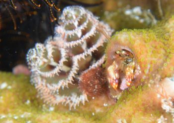 ニシキカンザシヤドカリ