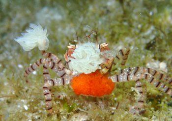 キンチャクガニ