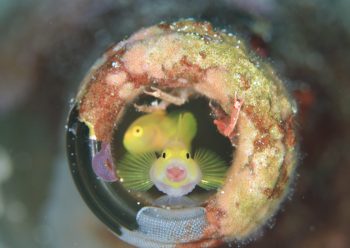 ミジンベニハゼ