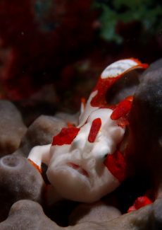 クマドリカエルアンコウ