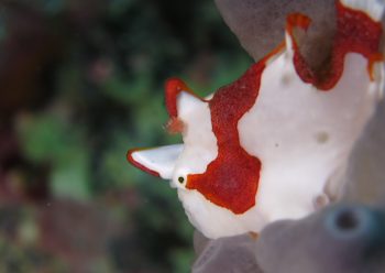 クマドリカエルアンコウ