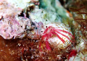 クレナイヒメホンヤドカリ