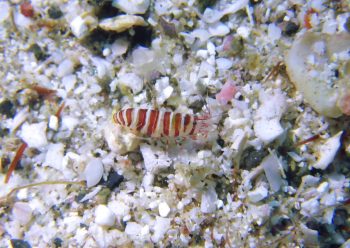 テッポウエビの仲間