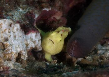 クマドリカエルアンコウ