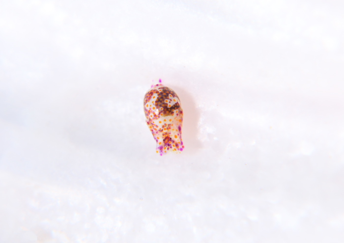 ミガキブドウガイ