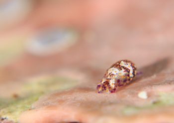 ミガキブドウガイ