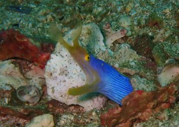 ハナヒゲウツボ