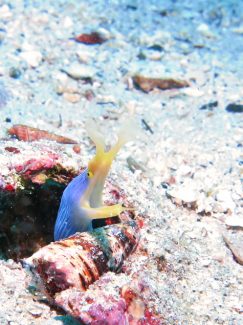 ハナヒゲウツボ