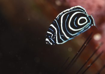 タテジマキンチャクダイ