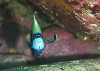 タテジマキンチャクダイ