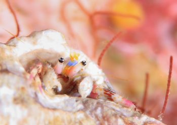 カザリサンゴヤドカリ