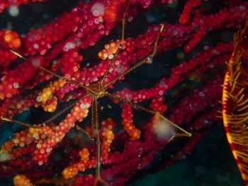 オルトマンワラエビ