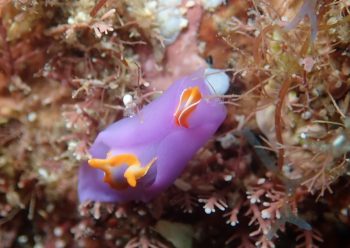 ムラサキウミコチョウ