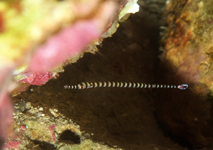 オイランヨウジ